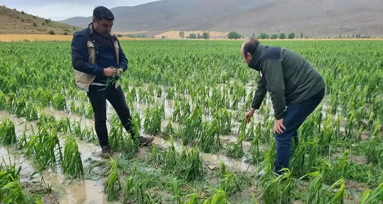 Bayburt'ta Dolu, Yağmur ve Sel Baskını, 4000 Dekar Ekili Alan Zarar Gördü!