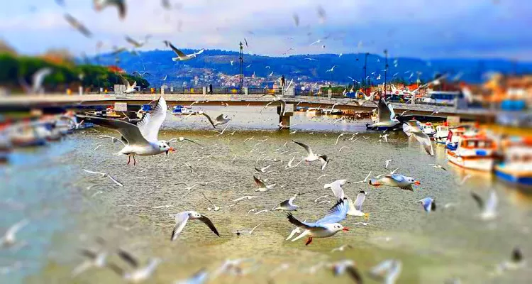 İstanbul ve Martılar, Fındıkzade de Bir Oteldeyiz… Zehra Okur Yazdı