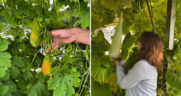 Organik Tarımda Yeni Bir Başarı, Bayburt Üniversitesinden Haylan Kabağı Hasadı