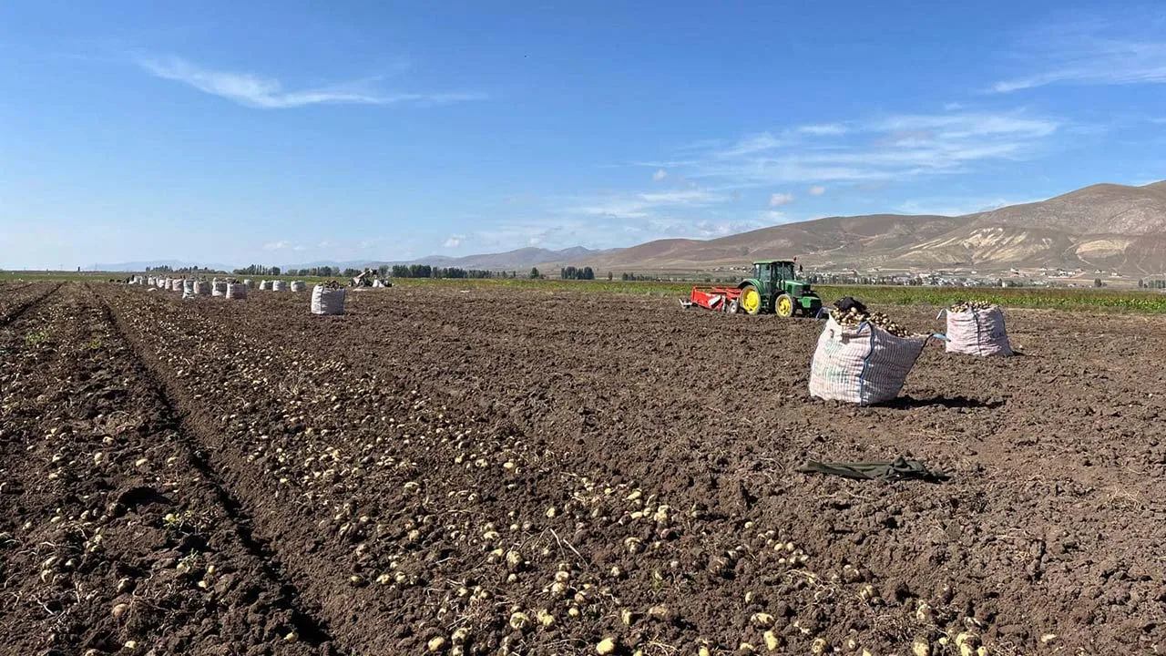 Bayburt'ta Patates Hasadı Başladı, Üreticiler Yetkililer Tarafından Bilgilendirildi