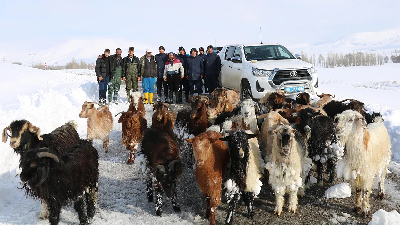 Bayburt'ta Kaybolan 37 Küçükbaş Hayvan Drone ile Bulundu! Video Haber