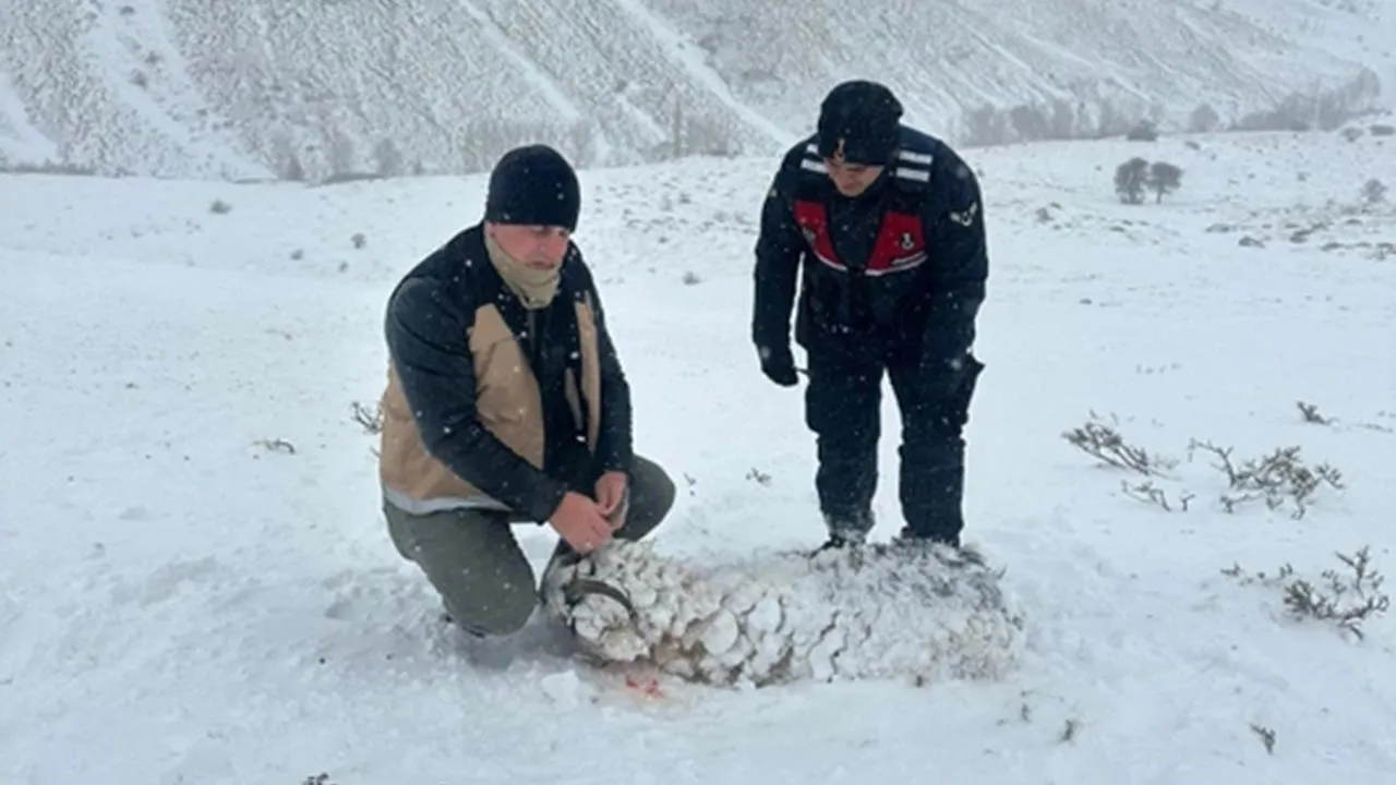 Bayburt'un Aydıntepe İlçesinde Aşırı Soğuk Nedeniyle 200'e Yakın Hayvan Hayatını Kaybetti