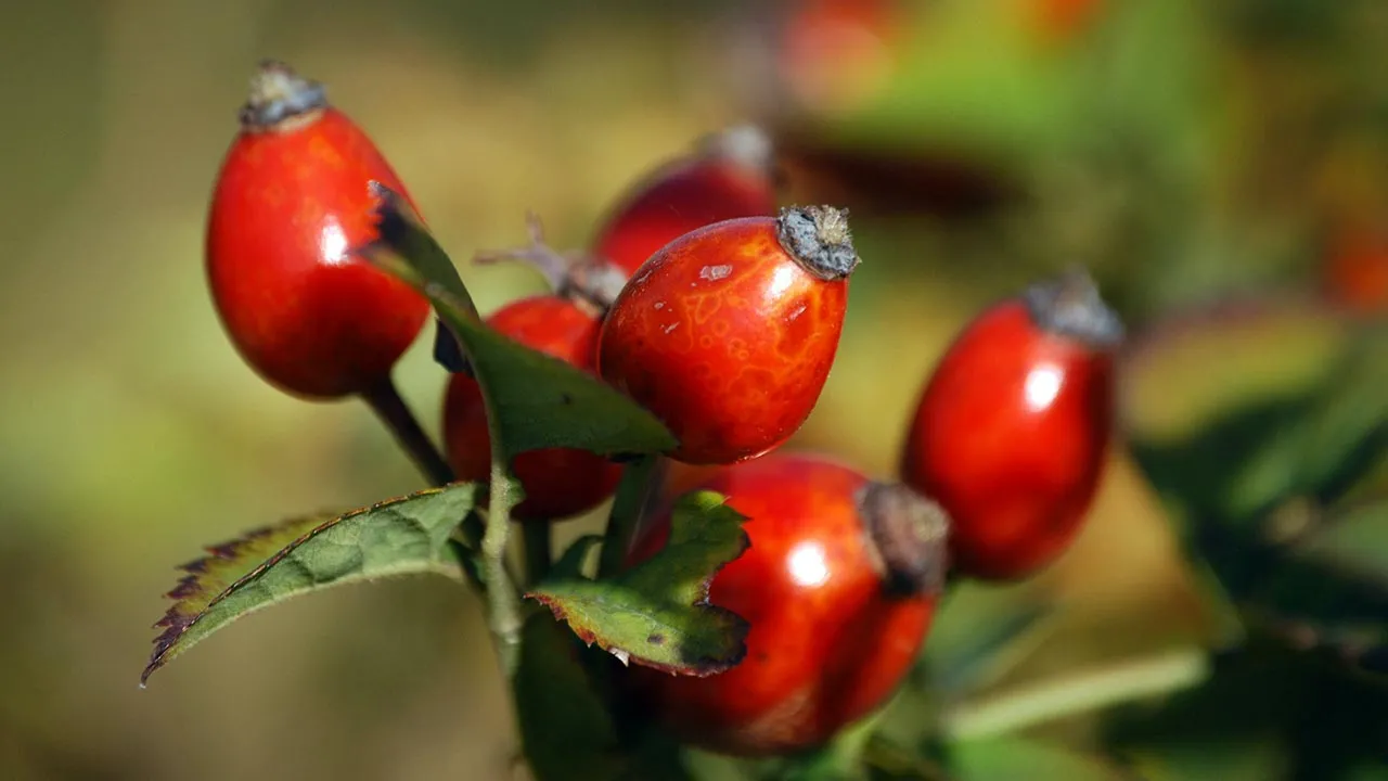 C vitamini deposu kuşburnu nerede yetişir? Sağlığınıza inanılmaz faydaları!