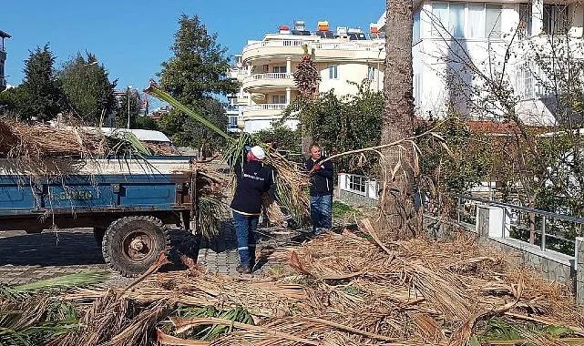 Didim Belediyesi ilçedeki ağaçların kış bakımlarını gerçekleştiriyor