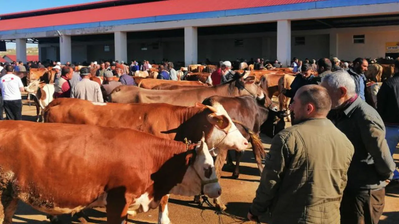 Bayburt Hayvan Pazarı Şap Hastalığı Nedeniyle Karantinada!