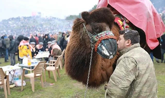 43. Uluslararası Efes Selçuk Deve Güreşleri Festivali Heyecanı Başlıyor! haberi