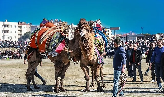 Burhaniye’de deve güreşi heyecanı yaşandı haberi