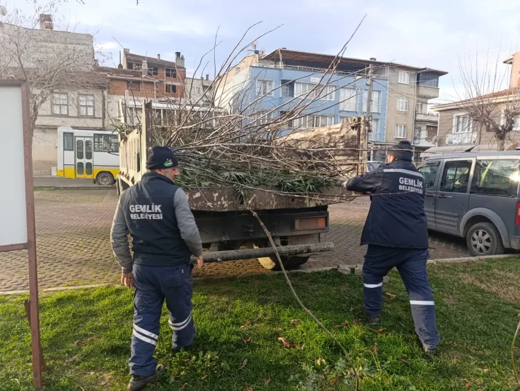 Bursa Gemlik'te yeşil alanlarda budama çalışmaları sürüyor haberi