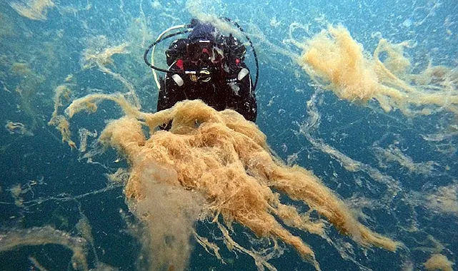 Büyükakın: Marmara Denizi 'Ben ölüyorum!' diyor haberi