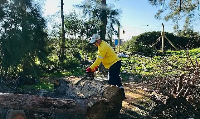 Didim’de Budanan Ağaçlar İhtiyaç Sahiplerine Yakacak Oluyor haberi