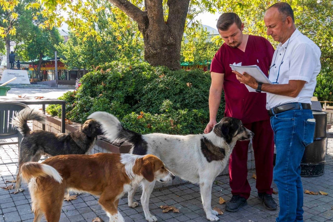 İzmir Büyükşehir can dostlara umut oldu haberi