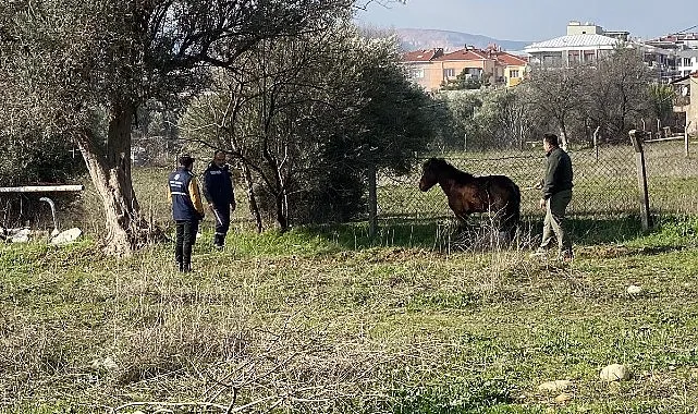 Kemalpaşa’da vatandaşlar tarafından yaralı halde bulunan Yılkı Atı, tedavi edilerek doğal yaşama salındı haberi