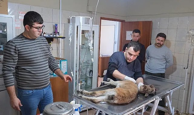 Yaralı bulunan dağ keçisi tedaviye alındı haberi