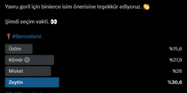 Yavru gorilin adı 'Zeytin' oldu haberi