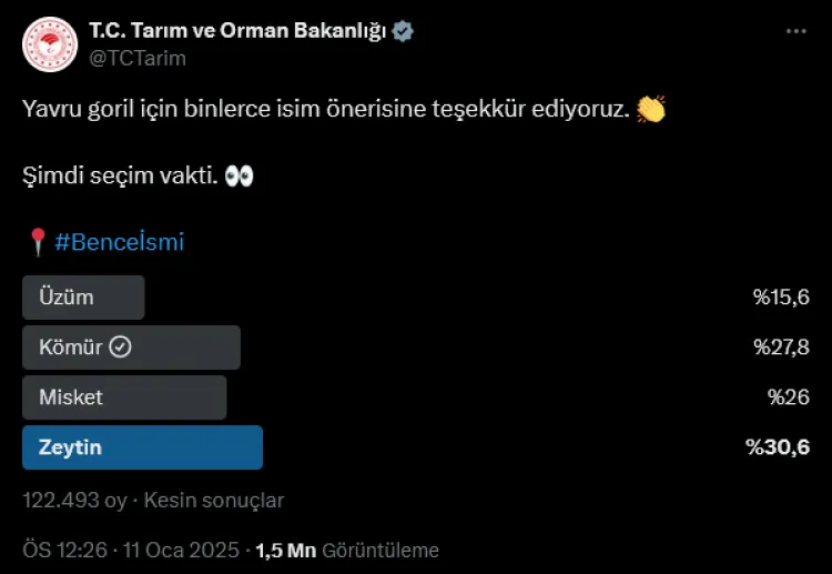 Yavru gorilin adı 'Zeytin' oldu haberi