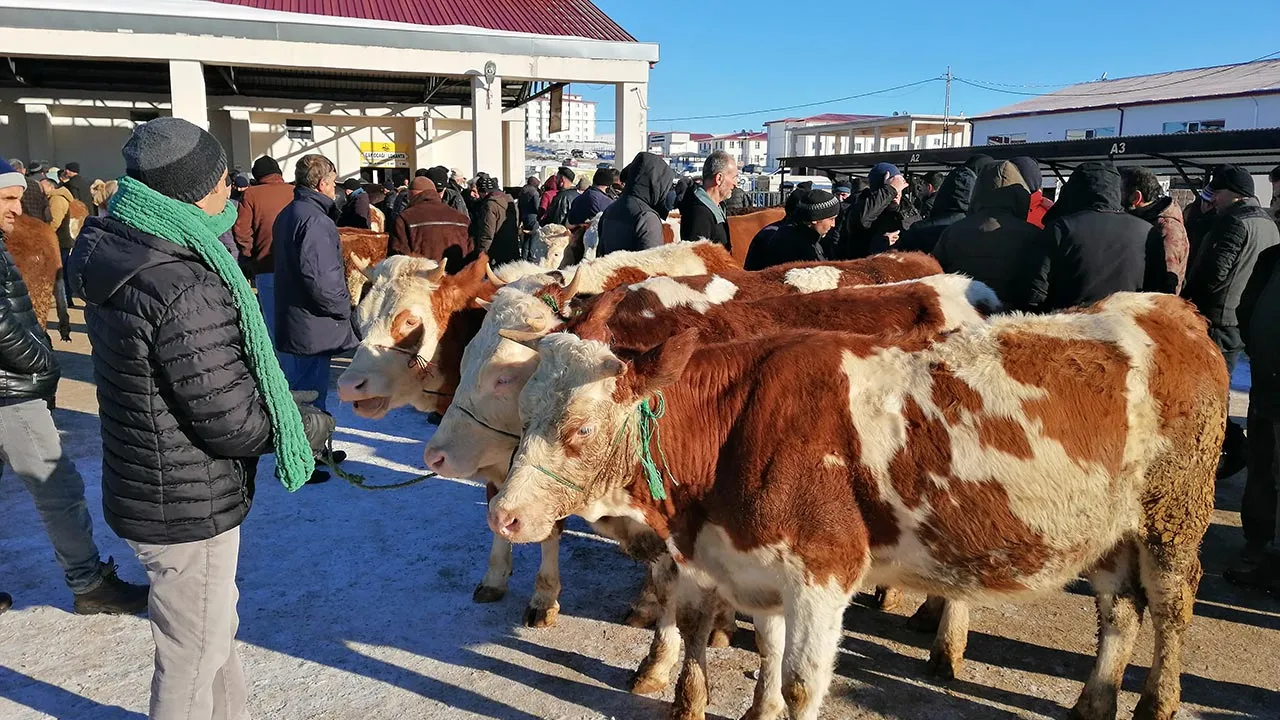 Bayburt Canlı Hayvan Pazarı Bir Ay Sonra Yeniden Açıldı Haberi