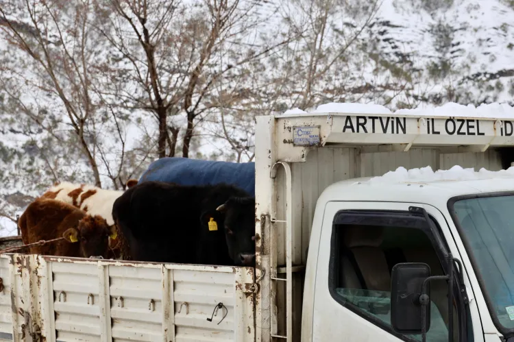 Kar kütlesi ahırın çatısını çökertti! 9 büyükbaş hayvan kurtarıldı! haberi