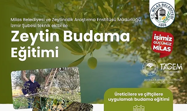 Milas Belediyesi Çiftçilere Uygulamalı Zeytin Budama Eğitimi Verecek haberi