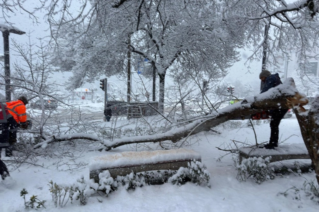 Ordu’da şiddetli kar, ağaçlara zarar verdi haberi