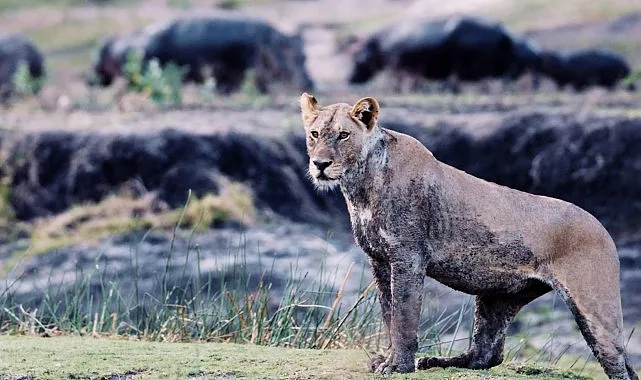 3 Bölümden Oluşan ‘Katavi: Afrika’nın Yitirilmiş Cenneti’ 5 Mart Çarşamba Günü 20.00’de National Geographic WILD Ekranlarında! haberi