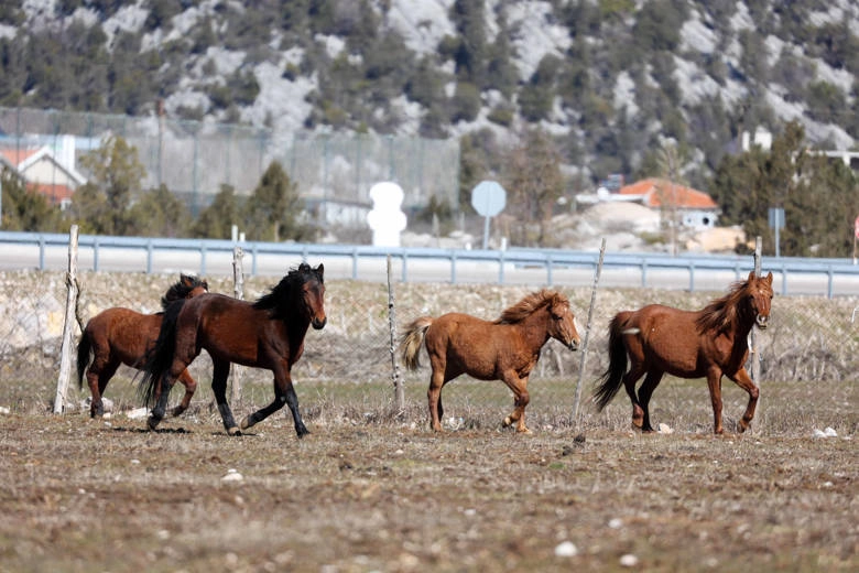 Antalya Büyükşehir yılkı atları için doğaya saman bıraktı haberi