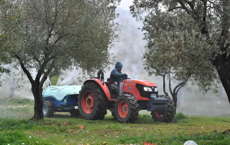 İzmir Büyükşehir zeytin üreticisine 'ilaç' oldu... İzmir kutsal ağaca 'ilaç' oldu haberi